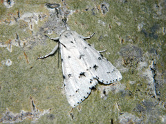 Acronicta vulpina