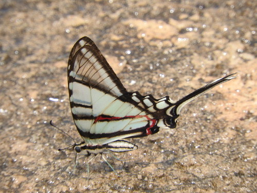 Mexican Kite Swallowtail