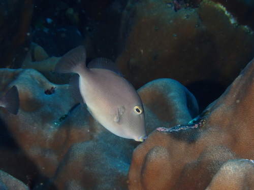 Orangeside Triggerfish (Sufflamen verres)