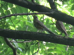 Turdus migratorius