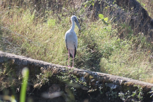 Asian Openbill