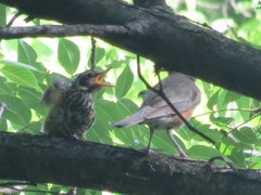 Turdus migratorius