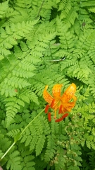 Lilium debile