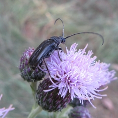 Lepturopsis dolorosa
