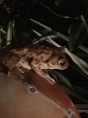 Osteopilus septentrionalis