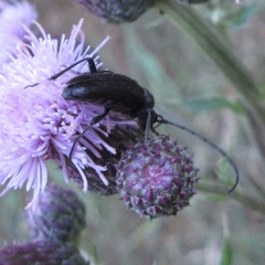 Lepturopsis dolorosa