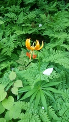 Lilium debile