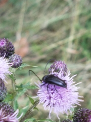 Lepturopsis dolorosa