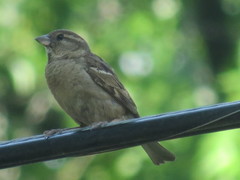 Passer domesticus