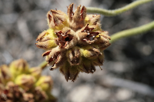 Conostylis robusta (Conostylis robusta)