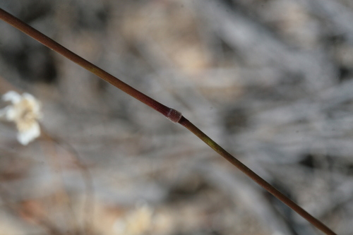 Image of Neurachne alopecuroidea by (c) Benjamin Anderson, some rights reserved (CC BY)