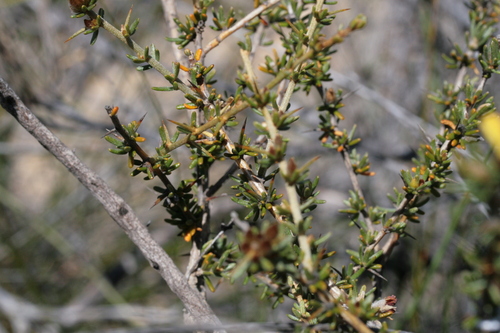 Image of Mirbelia spinosa by (c) Benjamin Anderson, some rights reserved (CC BY)