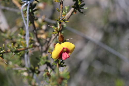 Thorny Mirbelia (Mirbelia spinosa)