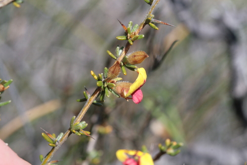 Image of Mirbelia spinosa by (c) Benjamin Anderson, some rights reserved (CC BY)