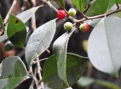 Ilex pubescens