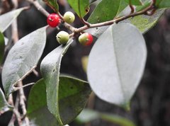 Ilex pubescens