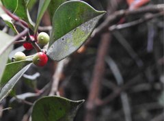 Ilex pubescens