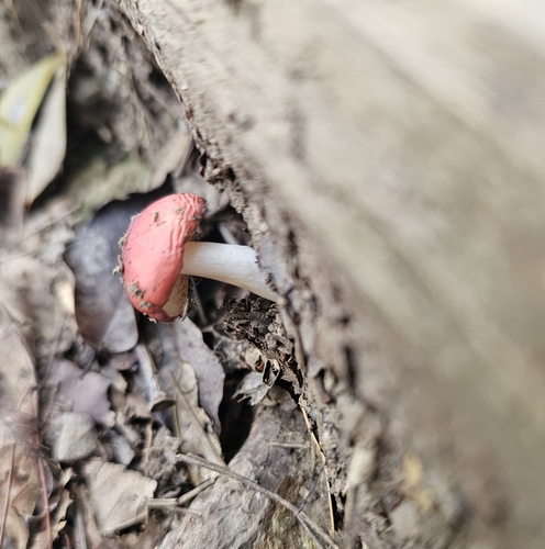 Russula