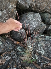 Festuca saximontana