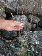 Festuca saximontana