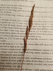 Festuca saximontana