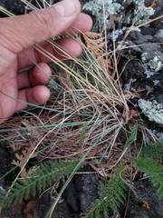 Festuca saximontana