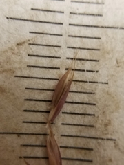 Festuca saximontana