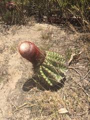 Melocactus intortus