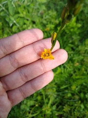 Echeandia reflexa