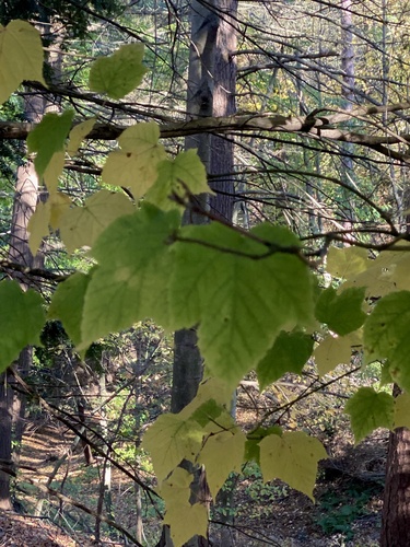 Image of Acer tegmentosum by (c) Sandy Wolkenberg, some rights reserved (CC BY)