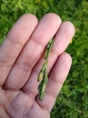 Echeandia reflexa