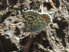 Euphilotes battoides