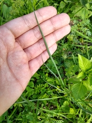 Echeandia reflexa