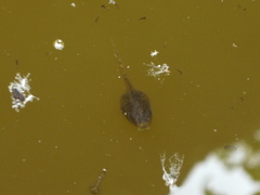 Pseudacris regilla