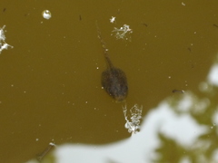 Pseudacris regilla