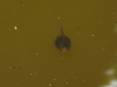 Pseudacris regilla
