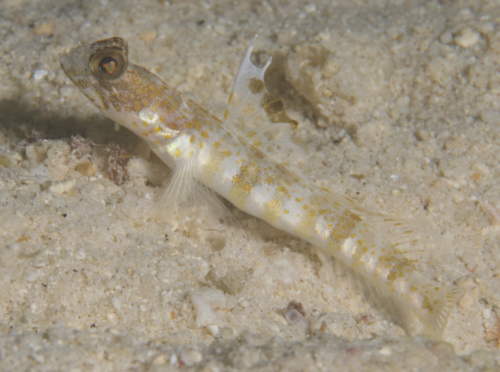 Allen's shrimpgoby (Tomiyamichthys alleni) — Gobiidae — 5