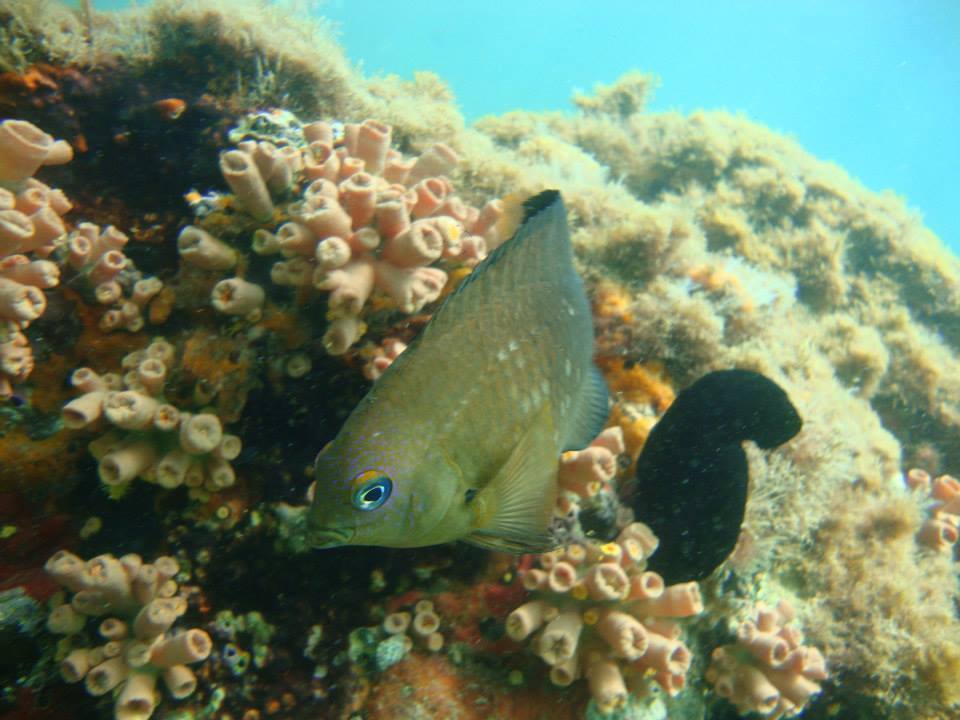 Dusky damselfish (Stegastes fuscus) — Pomacentridae