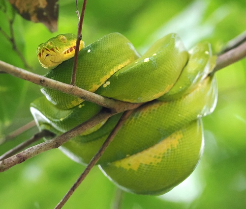 Northern Green Python