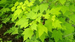 Acer ukurunduense