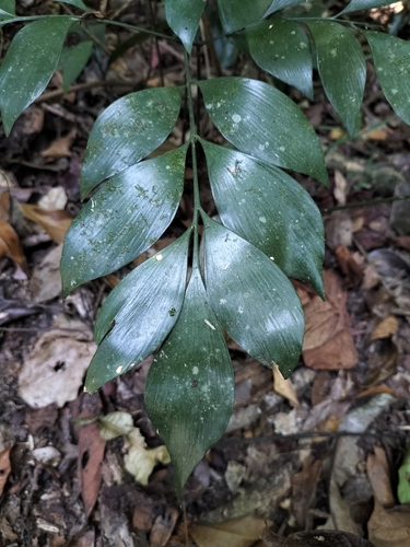 Image of Bowenia spectabilis by (c) Matthew Borella, some rights reserved (CC BY)
