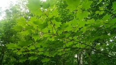 Acer ukurunduense