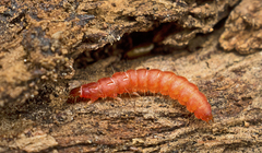 Cleroidea