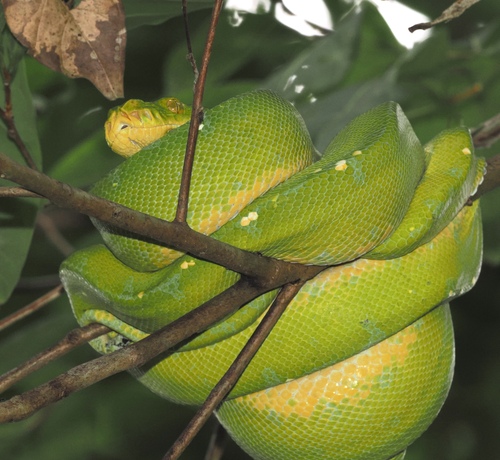 Northern Green Python