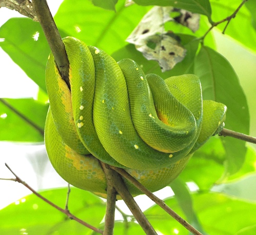 Northern Green Python