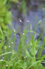 Micranthes odontoloma