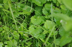 Micranthes odontoloma