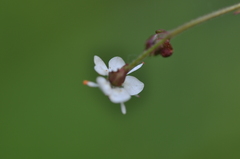 Micranthes odontoloma