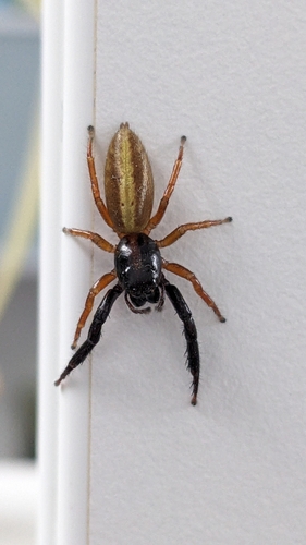 Black-headed Jumping Spider photo 3