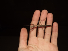 Coenomantis kraussiana